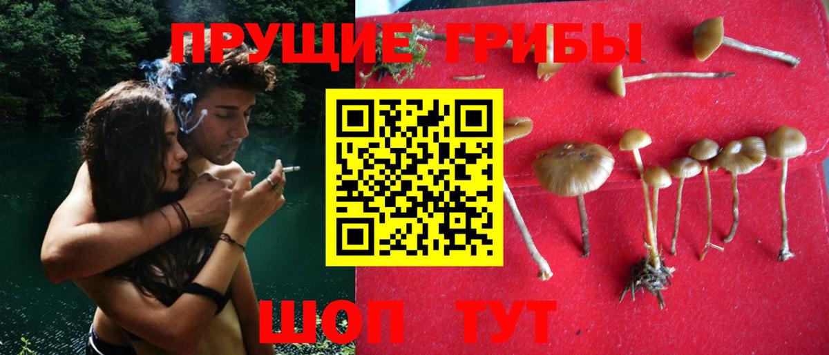 где купить наркоту  Вход с VPN  Ростов Великий  Псилоцибиновые грибы Psilocybine cubensis 